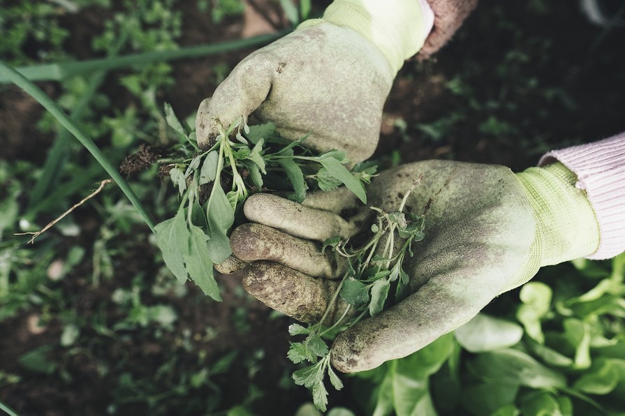 Unkraut mit Gartenhandschuhen entfernen